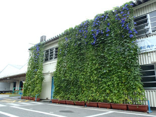 栃木工場　物流事務所のグリーンカーテン