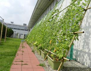 栃木工場　事務所のグリーンカーテン