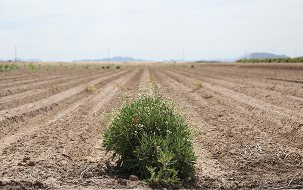 「砂漠で天然ゴムを作る?! アリゾナのバイオラバー・プロセス・リサーチセンター」の記事ページへ