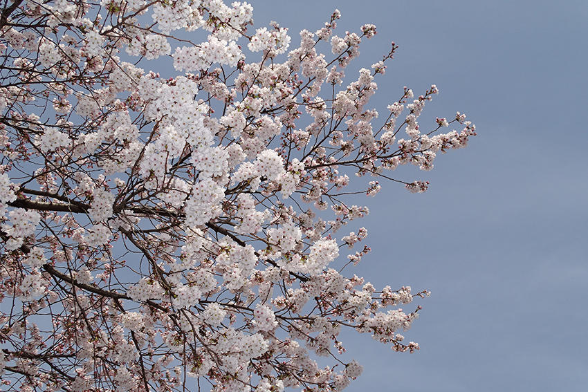 日本の春の風物詩！今年もきれいな桜が咲きました。（前編）
