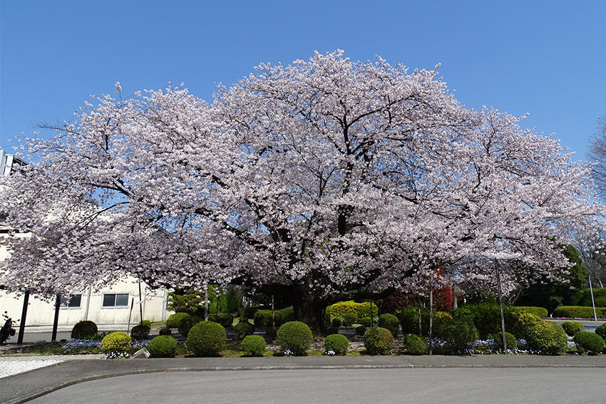 栃木工場