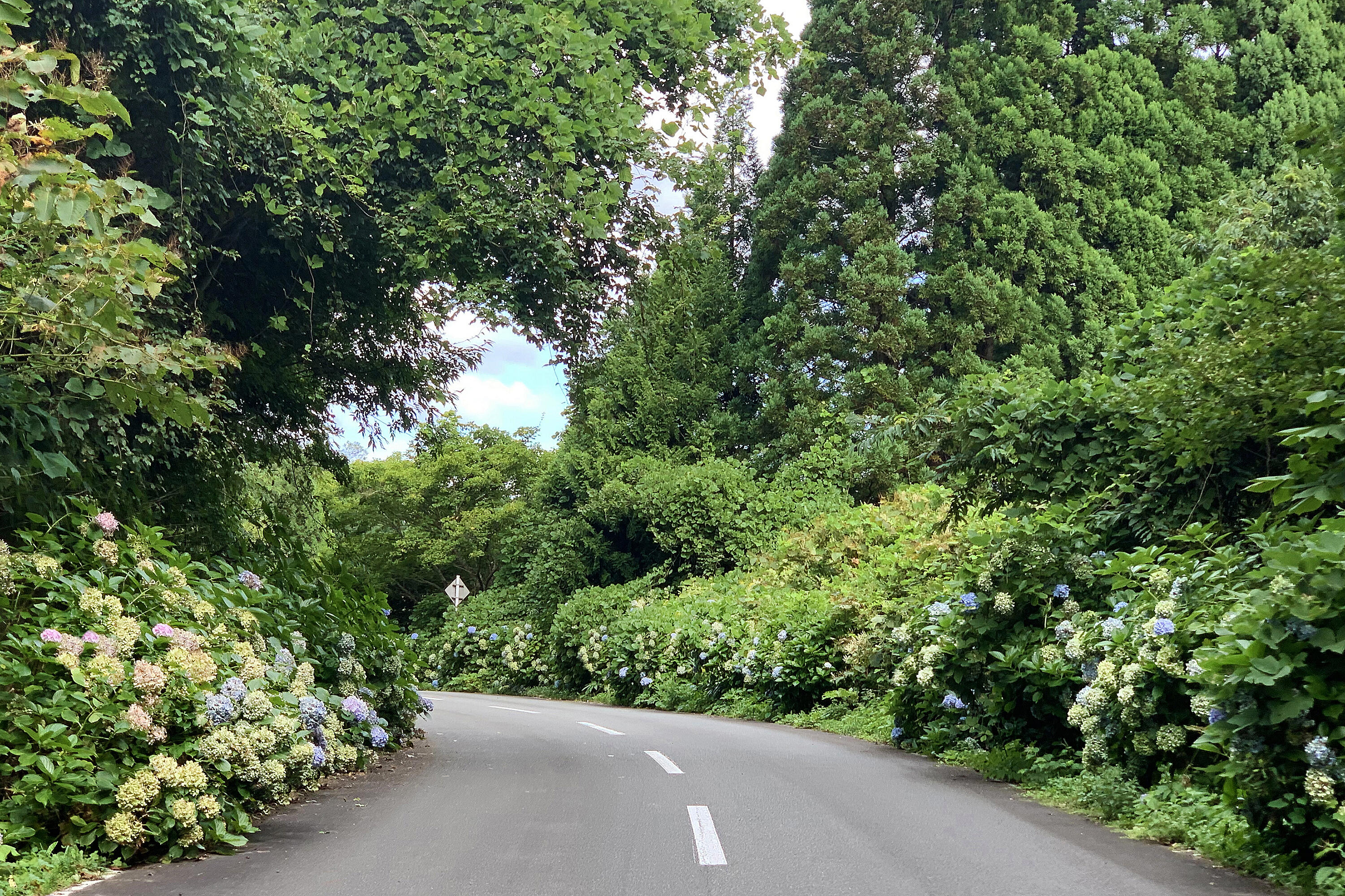 県道281号/アジサイロード（青森県外ヶ浜町）