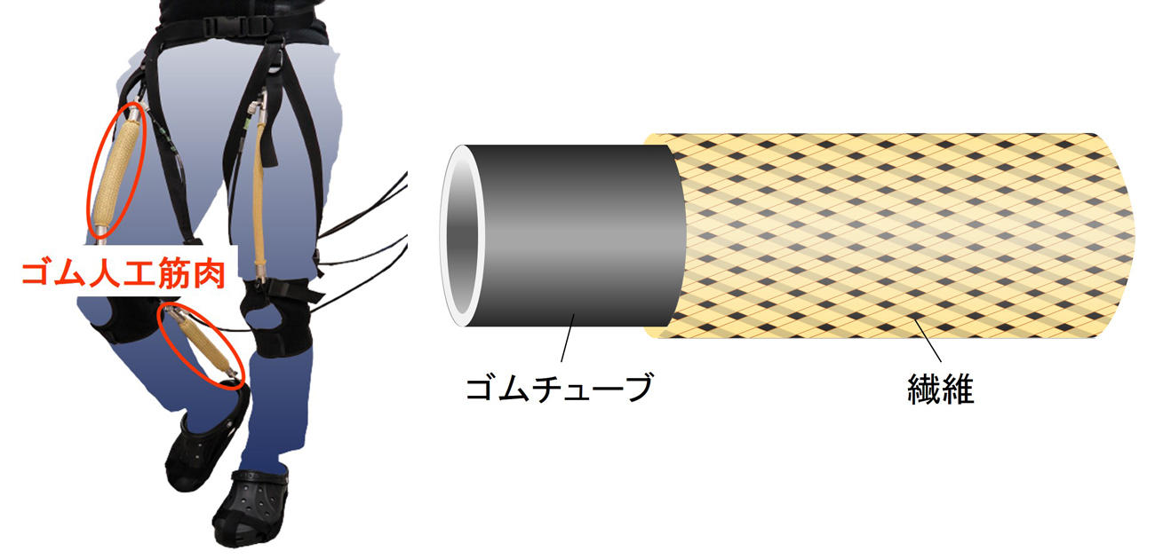 歩行トレーニング装置（左）と空気圧式ゴム人工筋肉（右）