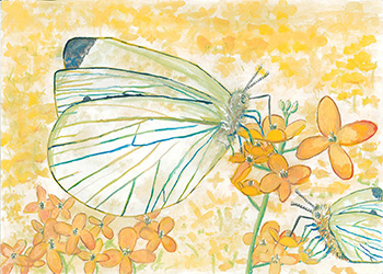 ナノハナとモンシロチョウ