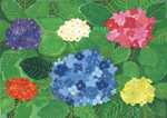 色あざやかなあじさい