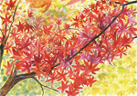 あたたかい紅葉