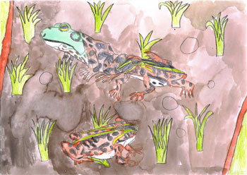 田んぼにいるカエルたち