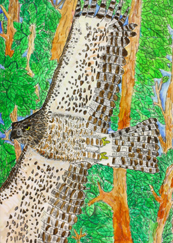 大すきなクマタカ