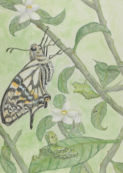 私とアゲハとみかんの木