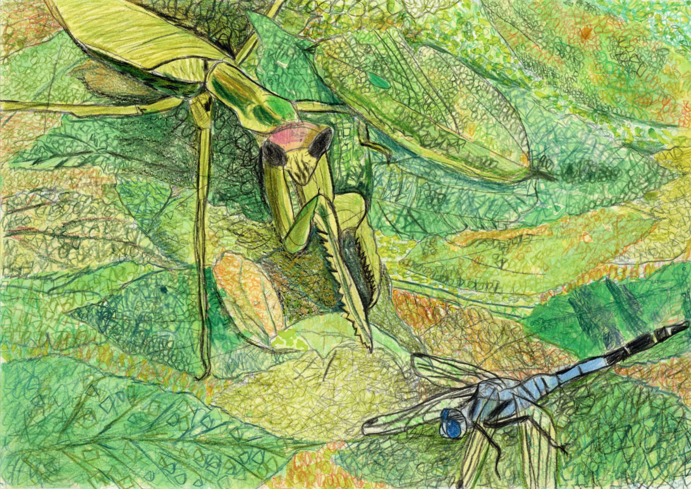 「カマキリのかくれんぼ」