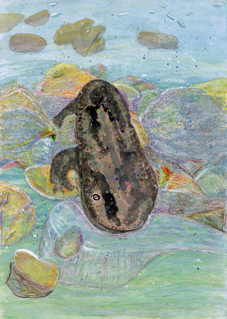 「きれいなかわでしか生きられないオオサンショウウオ」