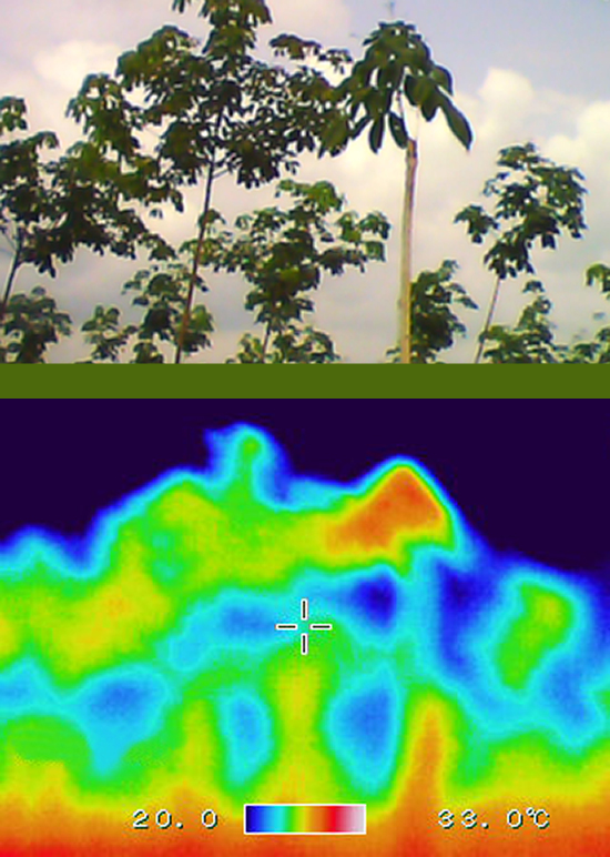 葉の表面スペクトル(色)・温度の測定による診断